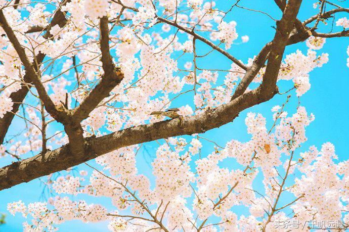 日本樱花祭，春风十里不如你