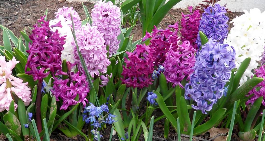 风信子夹箭是因为冷处理时间短吗,风信子败花以后怎么处理