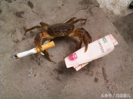 内涵段子第5期：今天愚人节，希望大家能玩点有些技术含量的