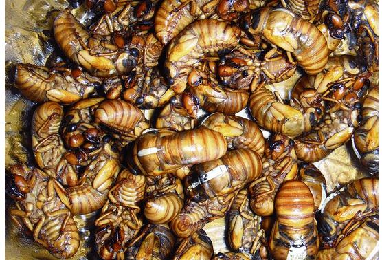 农民返乡创业有哪些好项目,农村创业冷门生意