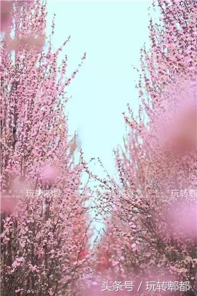 扶稳了，郫都人！郫都区13大镇在别人眼中居然是这样！