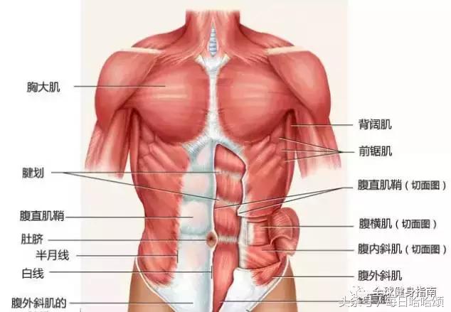 腹肌不对称真的就没办法了吗,腹肌不对称有没有什么解决办法