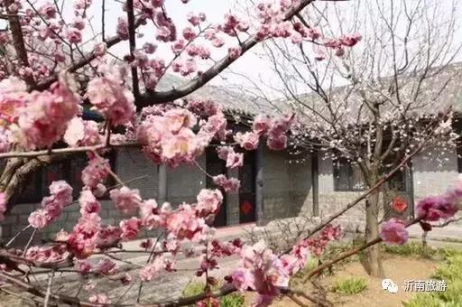 山东沂南秋日花海醉游人,沂南周边看梨花景点