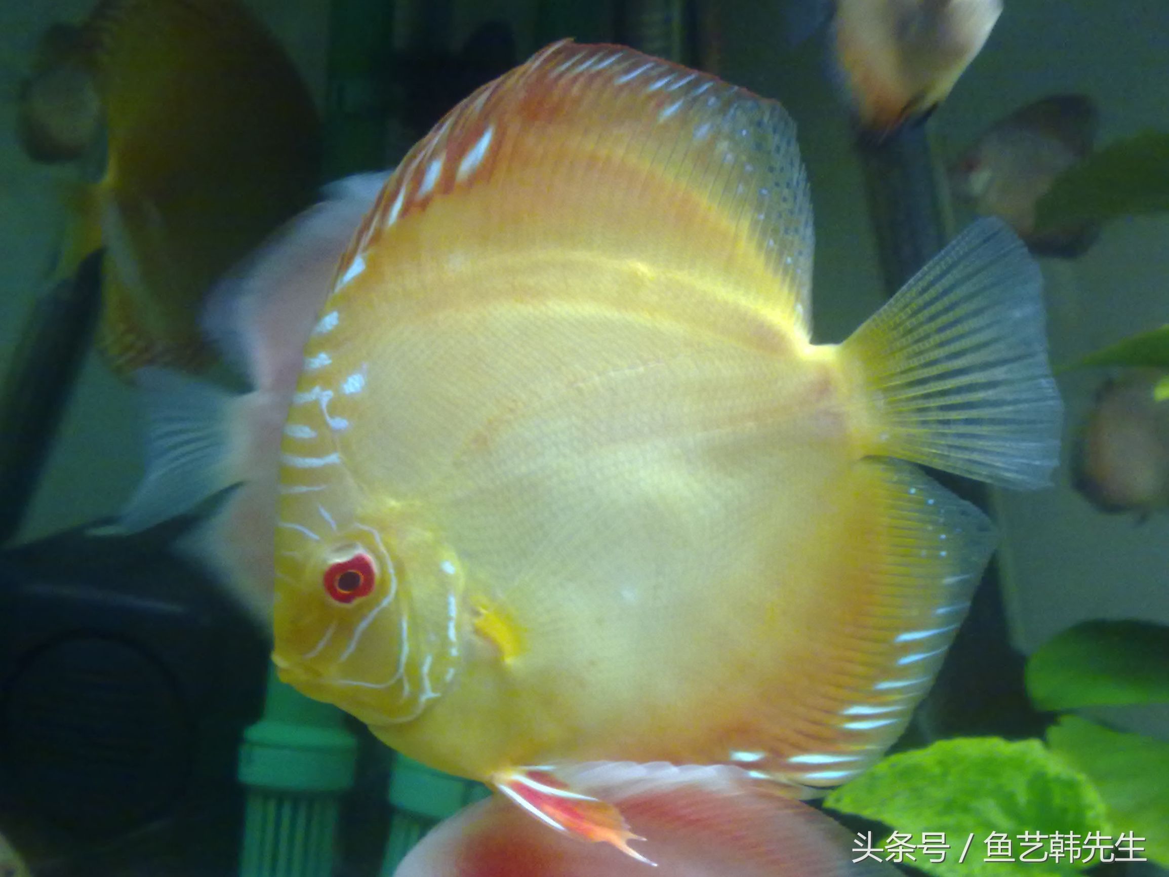 七彩神仙鱼检疫视频教程,七彩神仙鱼检疫有什么作用