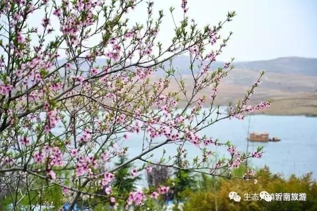 山东沂南秋日花海醉游人,沂南周边看梨花景点