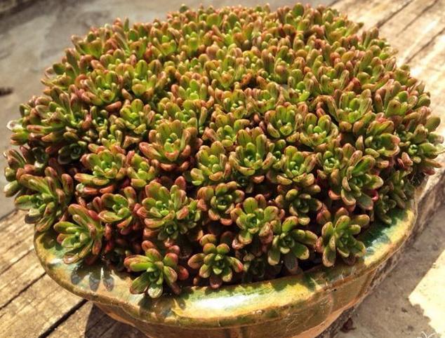 多肉防小人,多肉植物招小白虫怎么防治