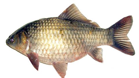 四海大讲堂钓鱼地点,四海钓鱼视频发现绝活