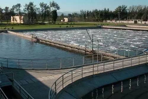 三菌株及其生物强化技术在水污染治理中的应用现状