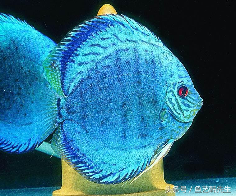 七彩神仙鱼检疫视频教程,七彩神仙鱼检疫有什么作用