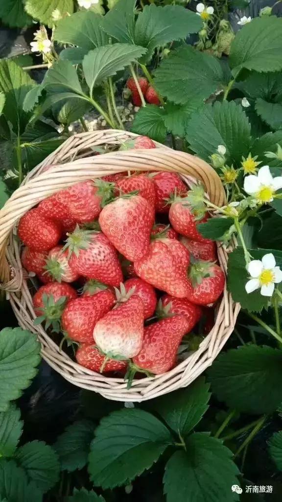山东沂南秋日花海醉游人,沂南周边看梨花景点