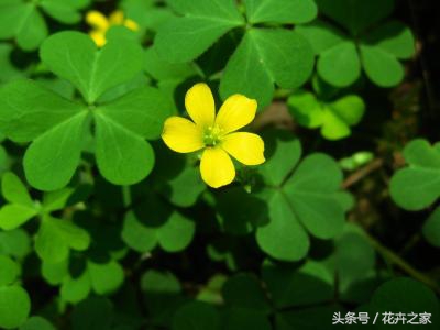 教你快速识别常见易混淆的花卉,教你辨别多种春季常见花