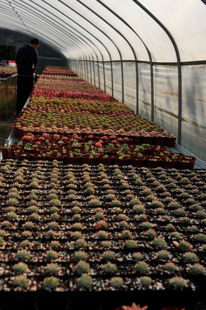 韩国多肉大棚和国内有什么区别,中韩多肉从哪里来