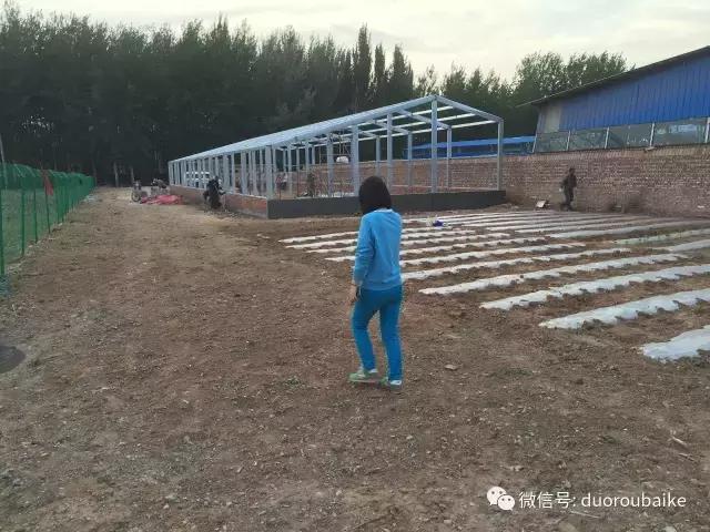 多肉为什么比较坑,多肉基础知识详解