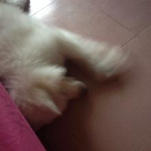 关于狗狗交配中的那点事：狗狗想要交配了怎么办？