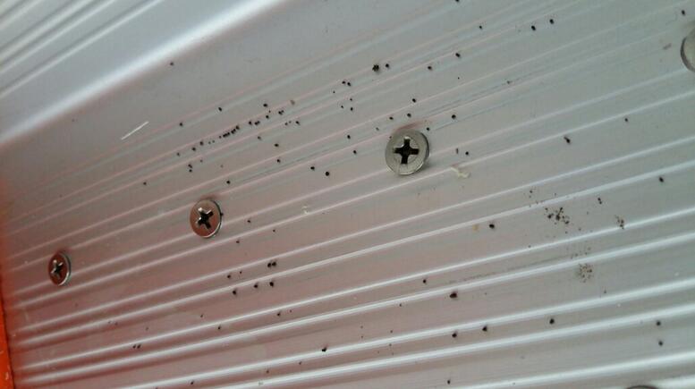 樟脑丸是否可以消灭蟑螂,樟脑丸放衣柜里能驱蟑螂吗