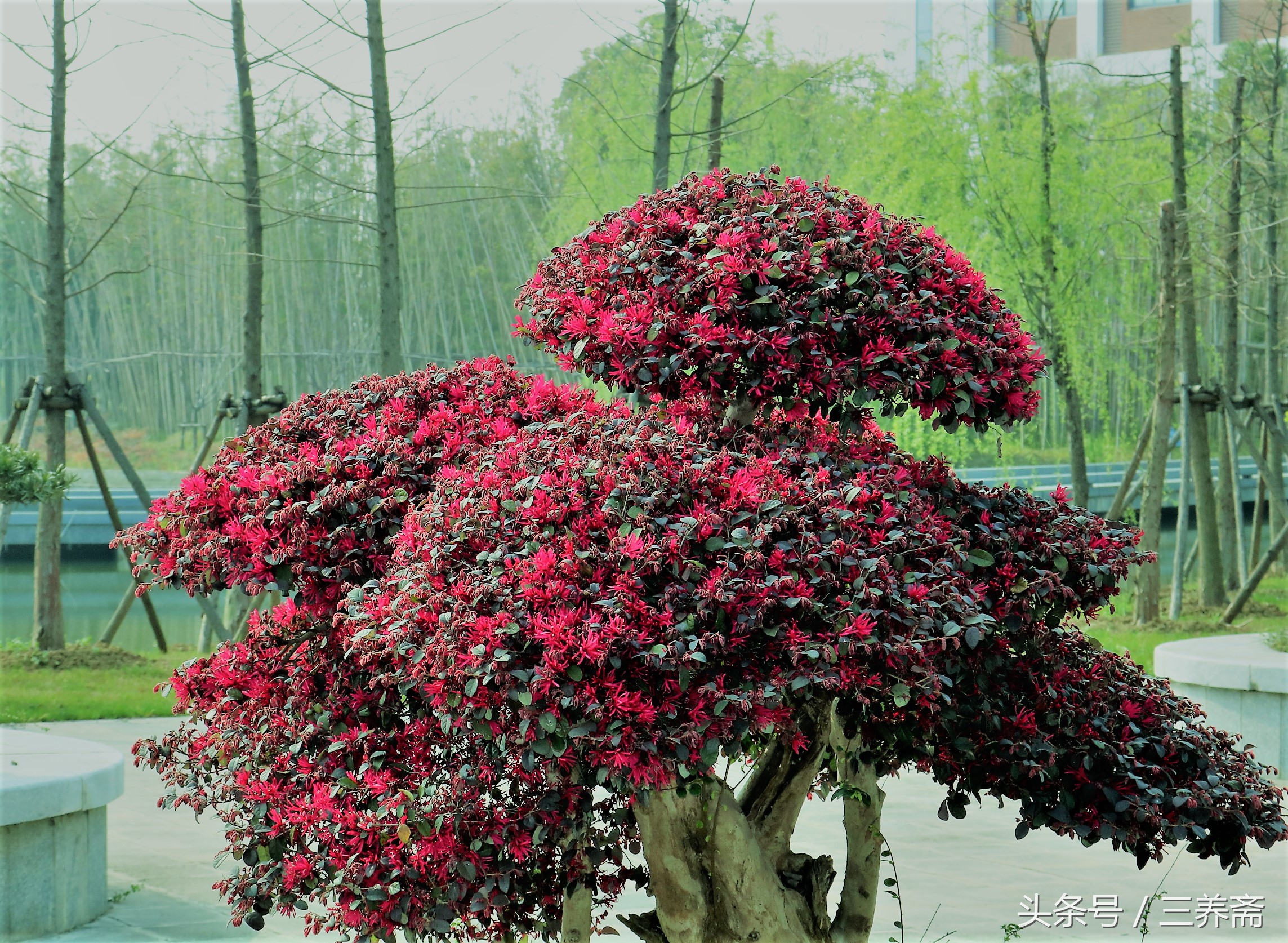 鏄嗗北涓鏍″洯椋庢櫙,鏄嗗北涓鏍″洯鏅壊