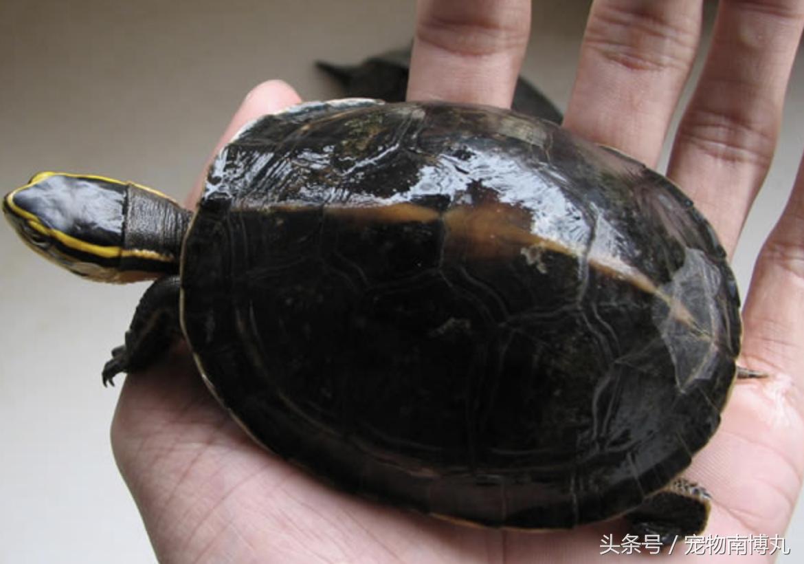 安布闭壳龟容易腐皮吗,安布闭壳龟在龟圈里面是什么段位