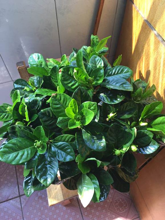 栀子花叶发黄用磷酸二氢钾行吗,栀子花开花时可以加磷酸二氢钾吗