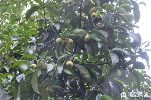 山竹为什么很贵科普,山竹口感作用