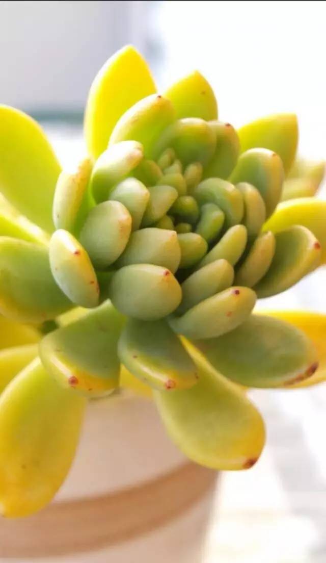 王者荣耀英雄pk古代英雄,王者荣耀英雄vs其他游戏英雄