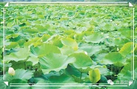 信阳周边两天一夜旅游推荐,五一信阳周边游玩攻略两天一晚