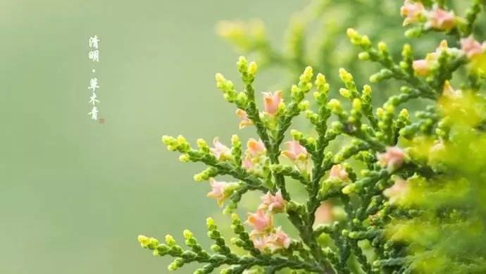 清明最好的十首诗七言,清明诗词十首朗诵