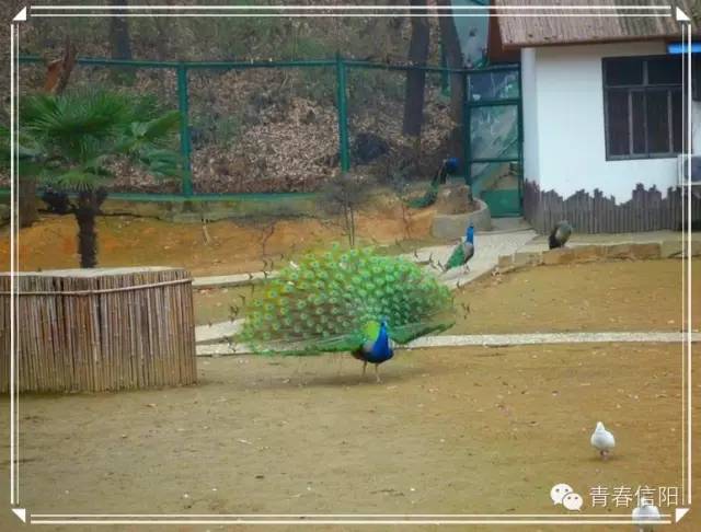 信阳周边两天一夜旅游推荐,五一信阳周边游玩攻略两天一晚