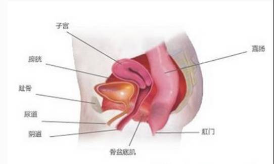 「福利」生完孩子千万别忘了这件事！盆底功能免费筛查，你预约了吗？关注盆底健康，做幸福女人！