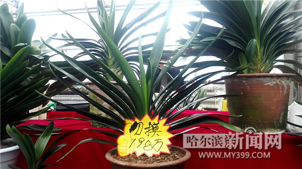 天价君子兰让人望而生畏,天价君子兰再战江湖