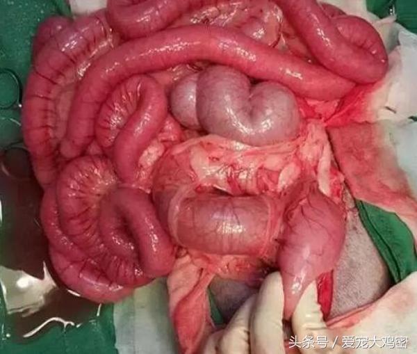 狗狗误食后浑身发抖,狗狗误食骨头拉肚怎么办