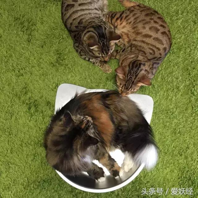 爱妖经|开春了,来锅猫吧