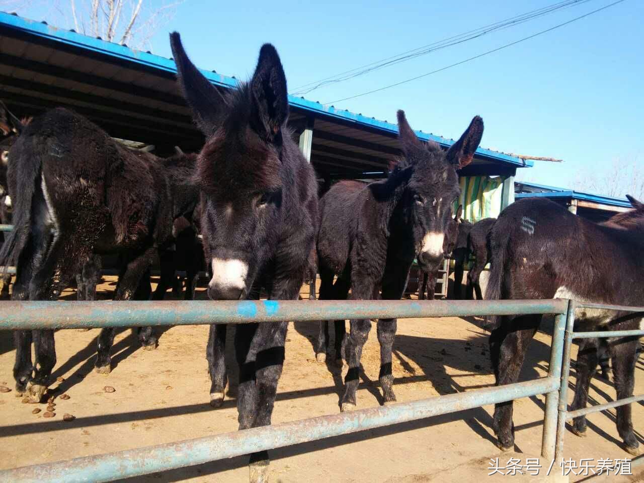 育肥驴吃什么料长得快,零基础学养驴