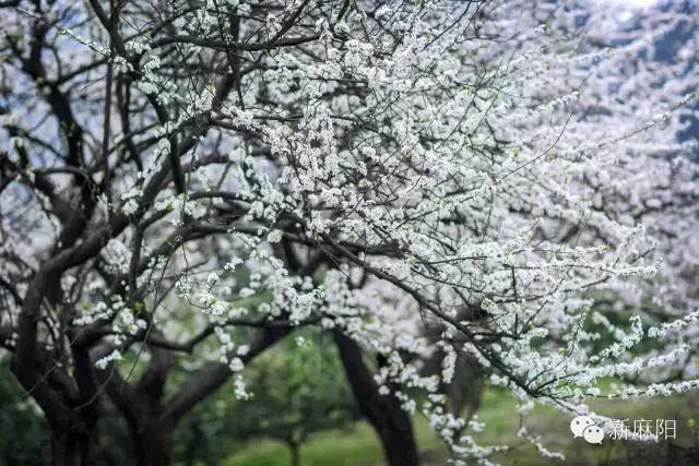 春天第一花麻阳,故乡最先盛开的是什么花