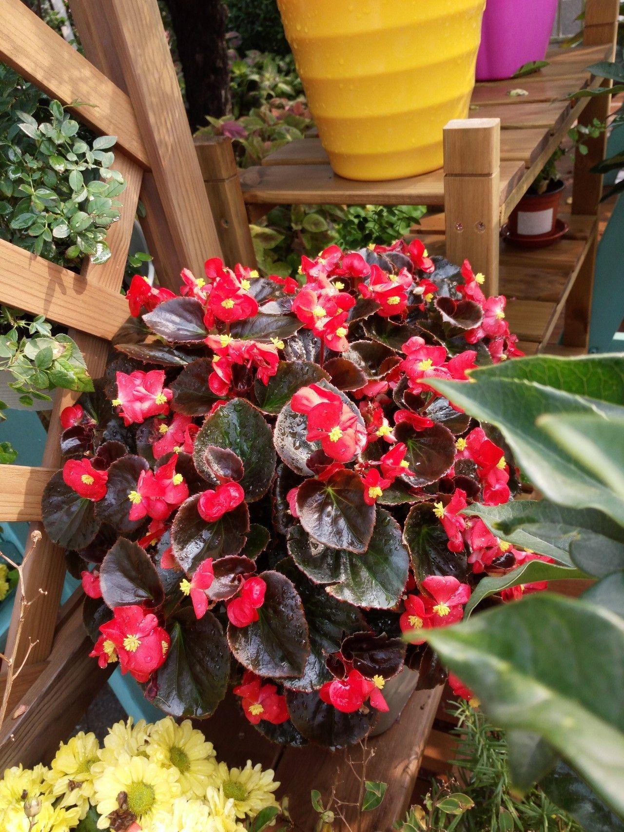 这7种菜不能二次加热,这7种花可以养在卫生间