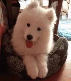 萨摩耶温顺的好还是调皮的好,为什么都说萨摩耶傻