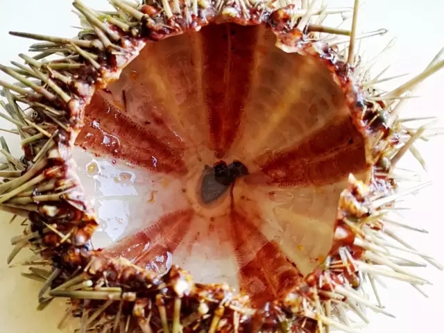 海胆营养丰富,海胆营养辅食有哪些做法