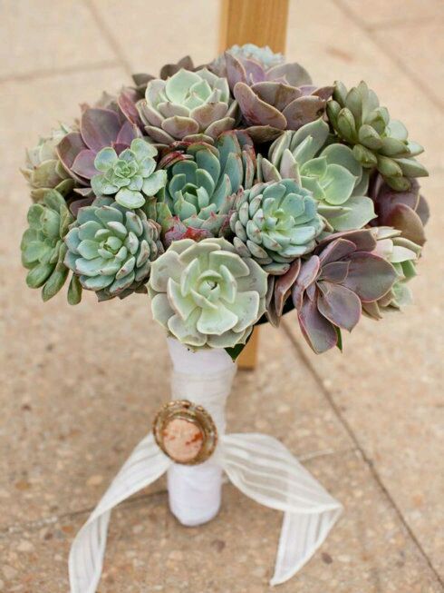 一股清香，一股青苹果香味的多肉植物百合丽丽，适合做多肉手捧花