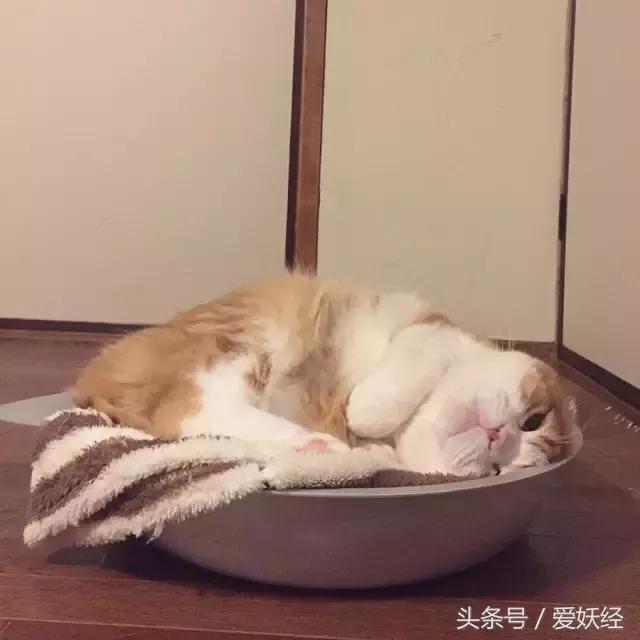 爱妖经｜开春了，来锅猫吧