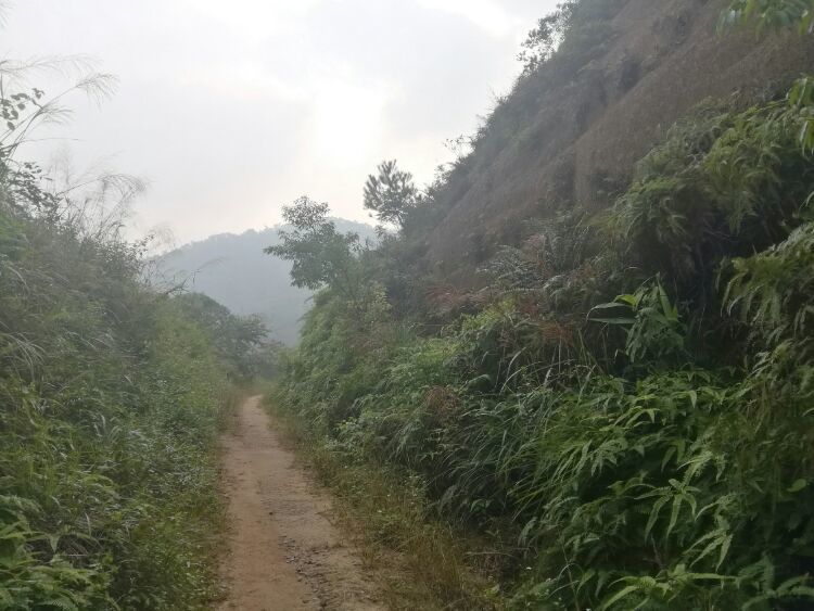 到中山的千年古刹古香林寺旧址周边山林探秘，感觉大自然太美啦