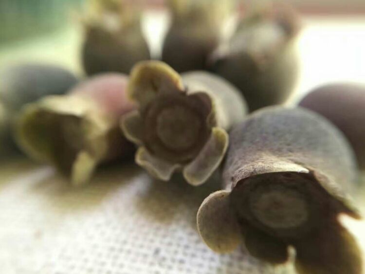 到中山的千年古刹古香林寺旧址周边山林探秘，感觉大自然太美啦