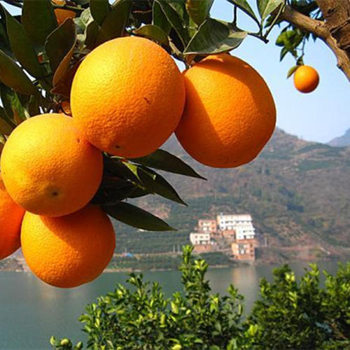 养生美食攻略吃货必备,养生美食推荐