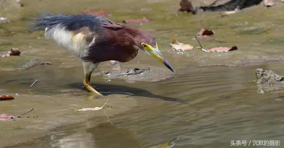 姹犻弓鎹曟崏,姹犻弓鎶撻奔寰堝帀瀹冲悧