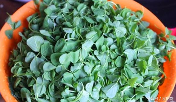 古代野菜美食,古人经常吃的野菜