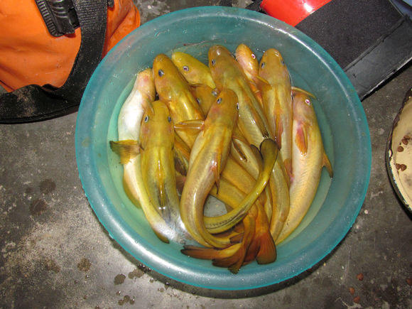 钓鱼的小虫子，有鱼必上钩，被誉为“动物人参”