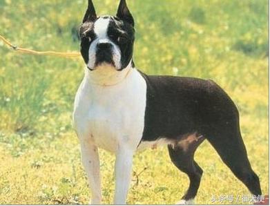 波士顿梗和法斗梗哪个好,波士顿梗和法国斗牛犬