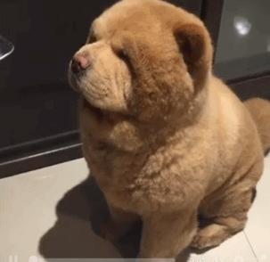 野生黄鳝会咬人吗,黄鳝怎么抓不咬人