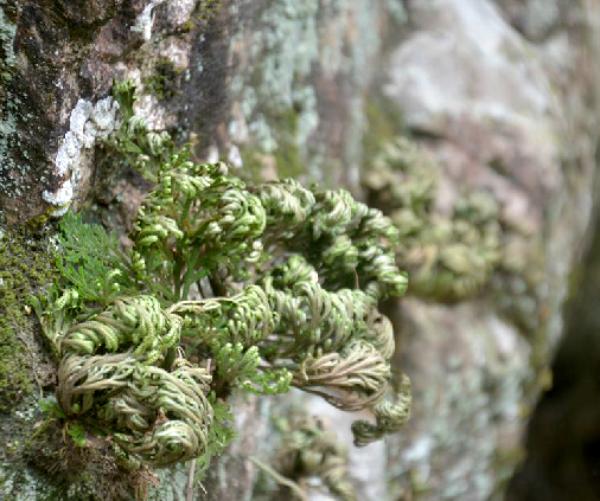 九死还魂草生长期,九死还魂草干枯多少年