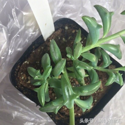 海豚嘴多肉,海豚风铃多肉