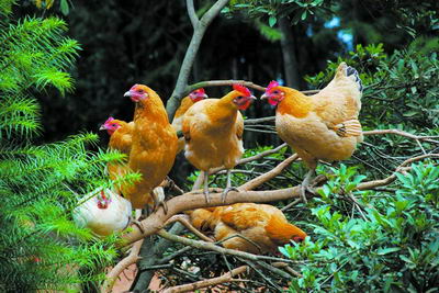 鸡群啄毛怎么防治,圈养鸡啄毛怎么防止