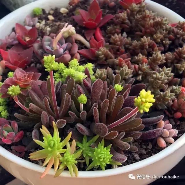 那些年我养过的多肉,这些年养过的花花草草